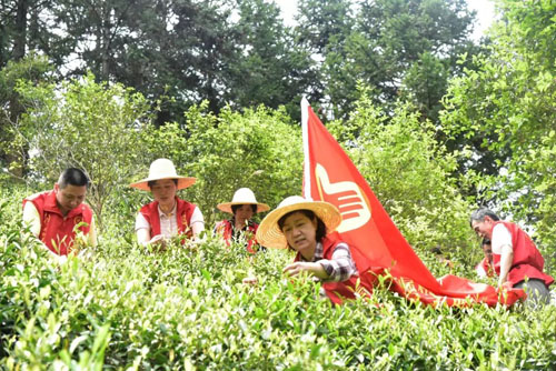 市直机关工委组织开展“助农采茶”党员志愿服务活动