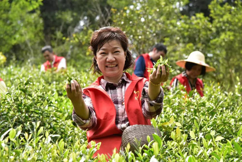 市直机关工委组织开展“助农采茶”党员志愿服务活动